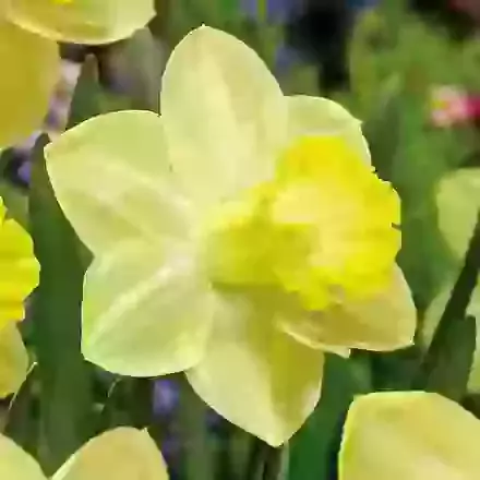 Pistachio